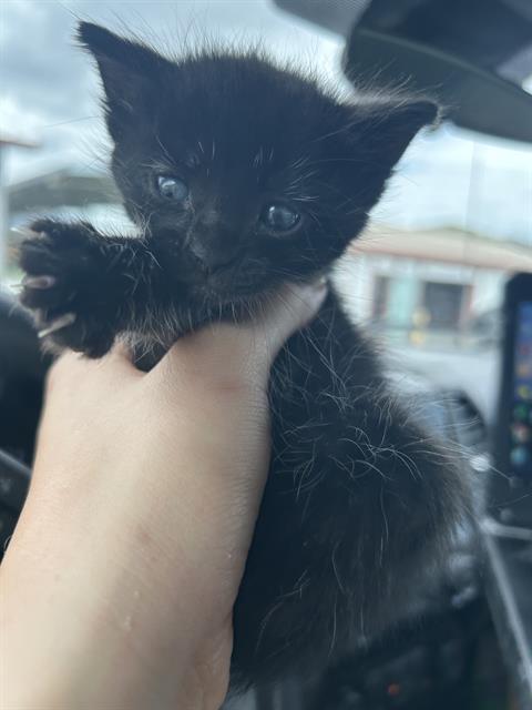 LIAM, Baby Domestic Medium Hair (medium coat), cat for adoption in Petaluma, California