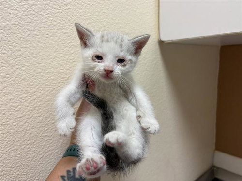 LLOYD CHRISTMAS, Baby Siamese (medium coat), cat for adoption in Petaluma, California