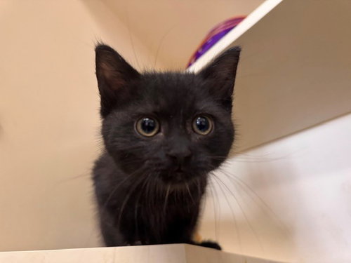 BOBA, Baby Domestic Short Hair (medium coat), cat for adoption in Petaluma, California