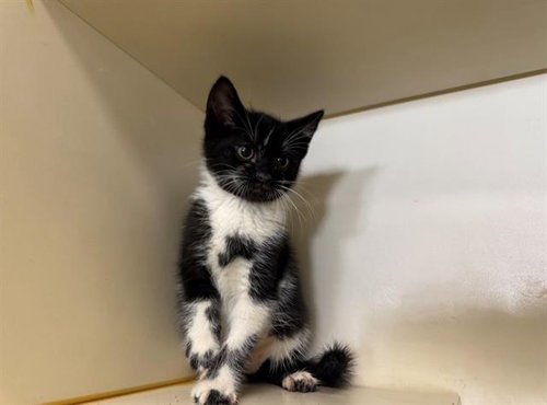 MATCHA, Baby Domestic Short Hair (medium coat), cat for adoption in Petaluma, California
