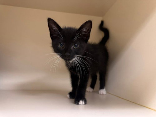 TUXEDO, Baby Domestic Short Hair (medium coat), cat for adoption in Petaluma, California