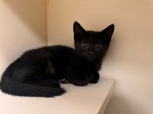 MIDNIGHT, Baby Domestic Short Hair (medium coat), cat for adoption in Petaluma, California