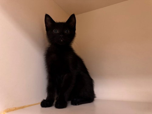 SILAS, Baby Domestic Short Hair (medium coat), cat for adoption in Petaluma, California