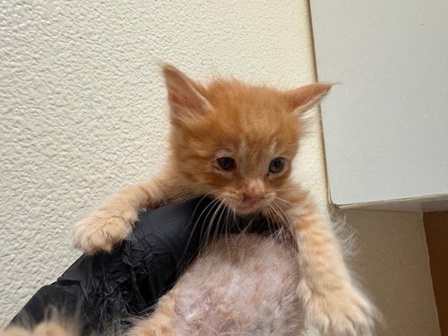 BIEN, Baby Domestic Short Hair (medium coat), cat for adoption in Petaluma, California