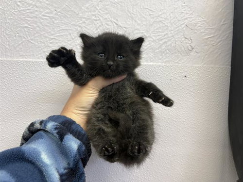 HARRY DUNNE, Baby Domestic Short Hair (medium coat), cat for adoption in Petaluma, California