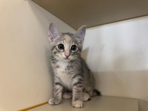 ARIEL, Baby Domestic Short Hair (medium coat), cat for adoption in Petaluma, California