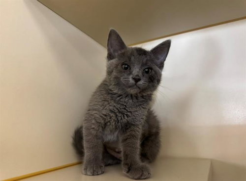 AURORA, Baby Domestic Short Hair (medium coat), cat for adoption in Petaluma, California