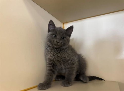 BELLE, Baby Domestic Short Hair (medium coat), cat for adoption in Petaluma, California