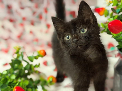 LUNA, Baby Domestic Short Hair (medium coat), cat for adoption in Petaluma, California