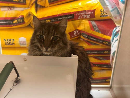 MR. KITTY, Adult Domestic Long Hair (medium coat), cat for adoption in Fairfield, California