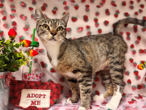 OSHA, Adult Domestic Short Hair (medium coat), cat for adoption in Pittsburg, California