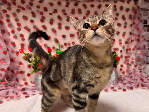 JUNE, Young Domestic Short Hair (medium coat), cat for adoption in Pittsburg, California