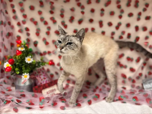 SNOW WHITE, an adoptable Siamese in Fairfield, CA