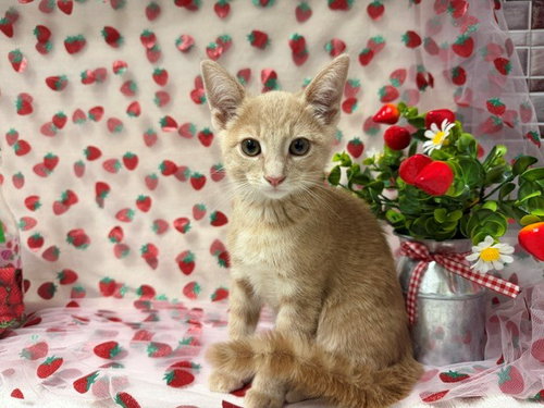 JINU, Baby Domestic Short Hair (medium coat), cat for adoption in Pittsburg, California