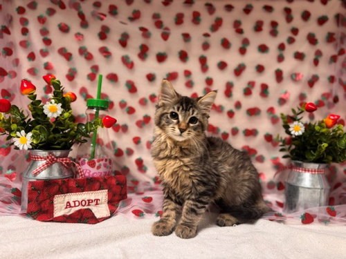 PORSCHE, Baby Domestic Short Hair (medium coat), cat for adoption in Pittsburg, California