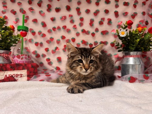 STITCH, Baby Domestic Short Hair (medium coat), cat for adoption in Pittsburg, California