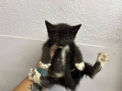 COCO