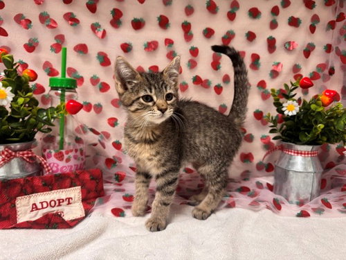 PRADA, Baby Domestic Short Hair (medium coat), cat for adoption in Pittsburg, California