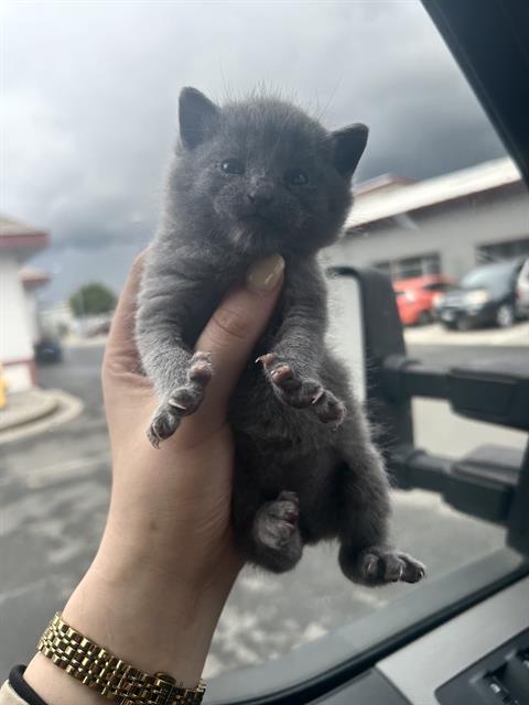 TEDDY