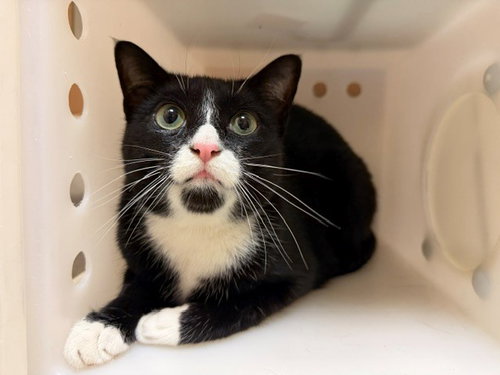 TABOO, Adult Domestic Short Hair (medium coat), cat for adoption in Oakley, California