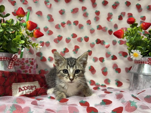 BISCOTTI, Baby Domestic Short Hair (medium coat), cat for adoption in Oakley, California
