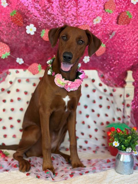 BAILEY, an adoptable Doberman Pinscher in Fairfield, CA