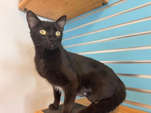 KIKI, Adult Domestic Short Hair (medium coat), cat for adoption in Richmond, California