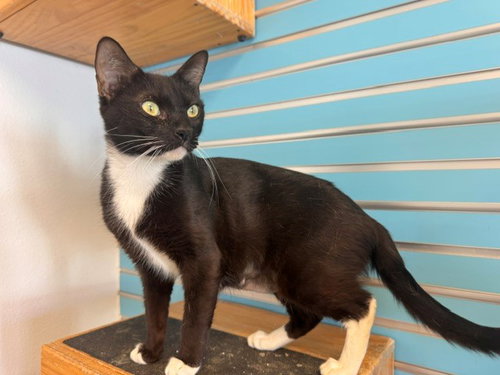 MITTENS, Adult Domestic Short Hair (medium coat), cat for adoption in Richmond, California