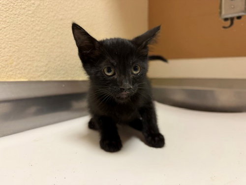 SAGE, Baby Domestic Short Hair (medium coat), cat for adoption in Richmond, California