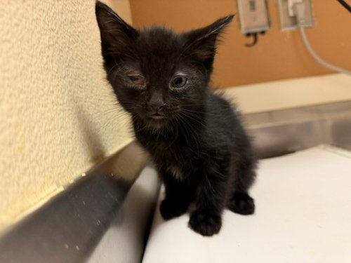ONYX, Baby Domestic Short Hair (medium coat), cat for adoption in Richmond, California