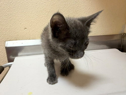 FORREST, Baby Domestic Short Hair (medium coat), cat for adoption in Richmond, California