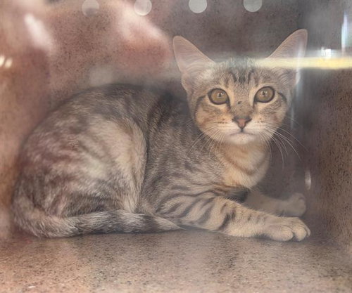 BARBIE, Young Domestic Short Hair / Bengal / Mixed (medium coat), cat for adoption in Richmond, California