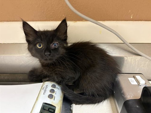 THUMBELINA, Baby Domestic Medium Hair (medium coat), cat for adoption in Richmond, California