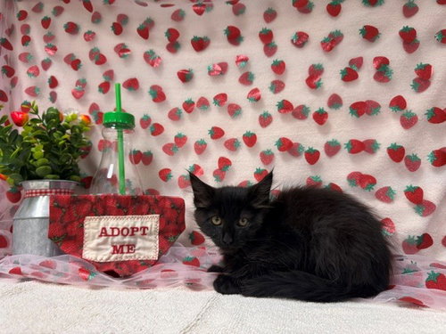 THUMBELINA, an adoptable Domestic Medium Hair in Fairfield, CA