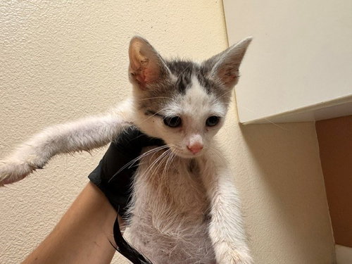SNICKERDOODLE, Baby Domestic Short Hair (medium coat), cat for adoption in Citrus Heights, California