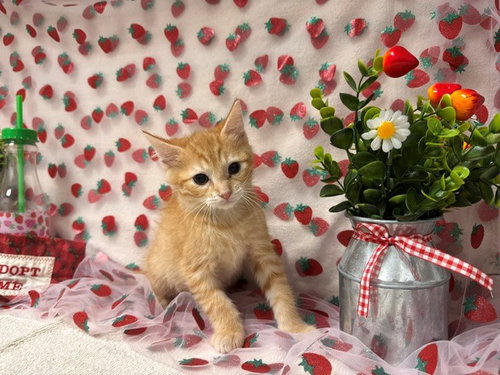 CREAMSICLE, Baby Domestic Short Hair (medium coat), cat for adoption in Citrus Heights, California