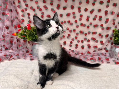 SMOKEY, Baby Domestic Short Hair (medium coat), cat for adoption in Citrus Heights, California