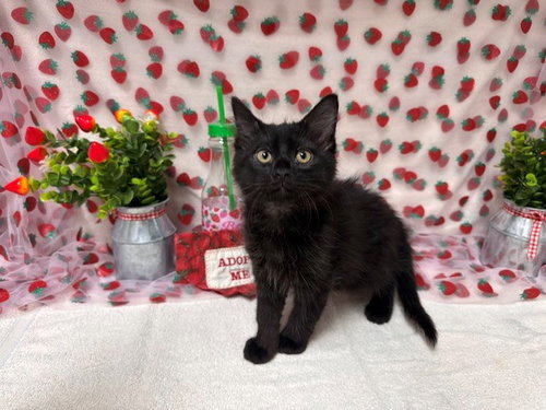 JUBAL, Baby Domestic Medium Hair (medium coat), cat for adoption in Citrus Heights, California