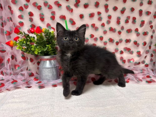 MAGGIE, Baby Domestic Medium Hair (medium coat), cat for adoption in Citrus Heights, California