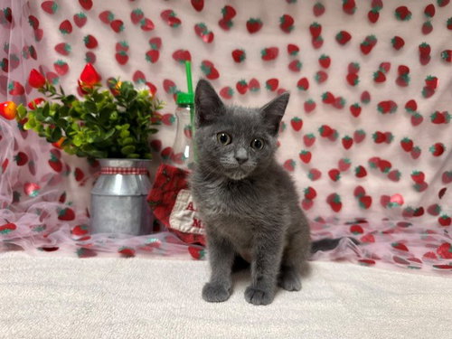 ISOBEL, Baby Domestic Medium Hair (medium coat), cat for adoption in Citrus Heights, California