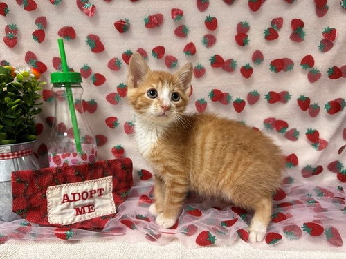 ANGELO, Baby Domestic Short Hair (medium coat), cat for adoption in Citrus Heights, California