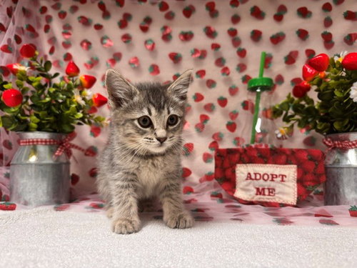 ARIANA, Baby Domestic Short Hair (medium coat), cat for adoption in Citrus Heights, California