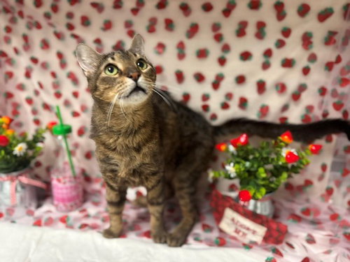 MAC, an adoptable Domestic Short Hair in Fairfield, CA