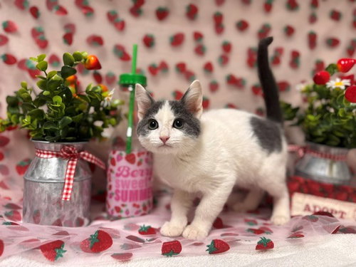 TINY TIM, an adoptable Domestic Short Hair in Fairfield, CA