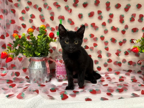 IVY, an adoptable Domestic Short Hair in Fairfield, CA