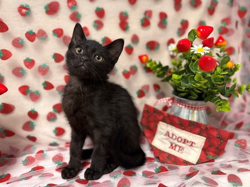 SHADOW, an adoptable Domestic Short Hair in Fairfield, CA