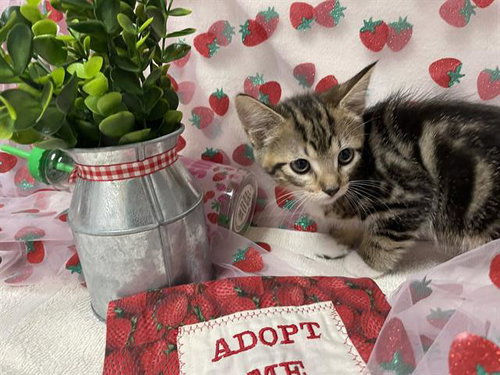 APRIL, an adoptable Domestic Short Hair in Fairfield, CA