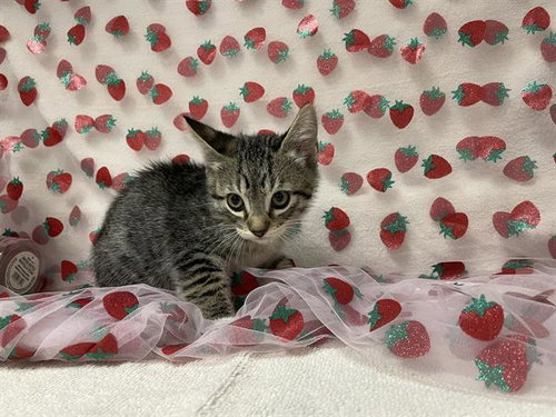 DONATELLO, an adoptable Domestic Short Hair in Fairfield, CA