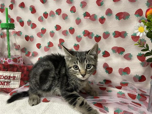 MICHELANGELO, an adoptable Domestic Short Hair in Fairfield, CA