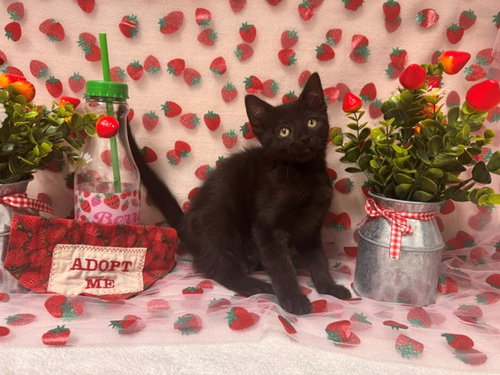 SAGE, an adoptable Domestic Short Hair in Fairfield, CA